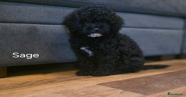 Cavapoo dogs - Advert 2