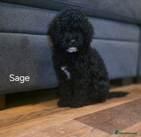 Cavapoo dogs - Advert 1