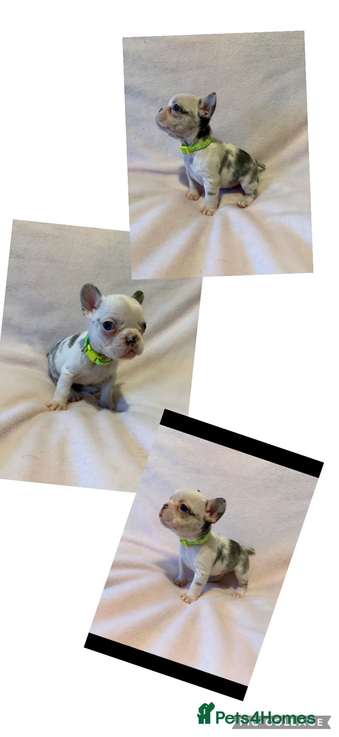 French Bulldog dogs for sale: LAST MALE LEFT beautiful KC reg French Bulldog - Advert 29