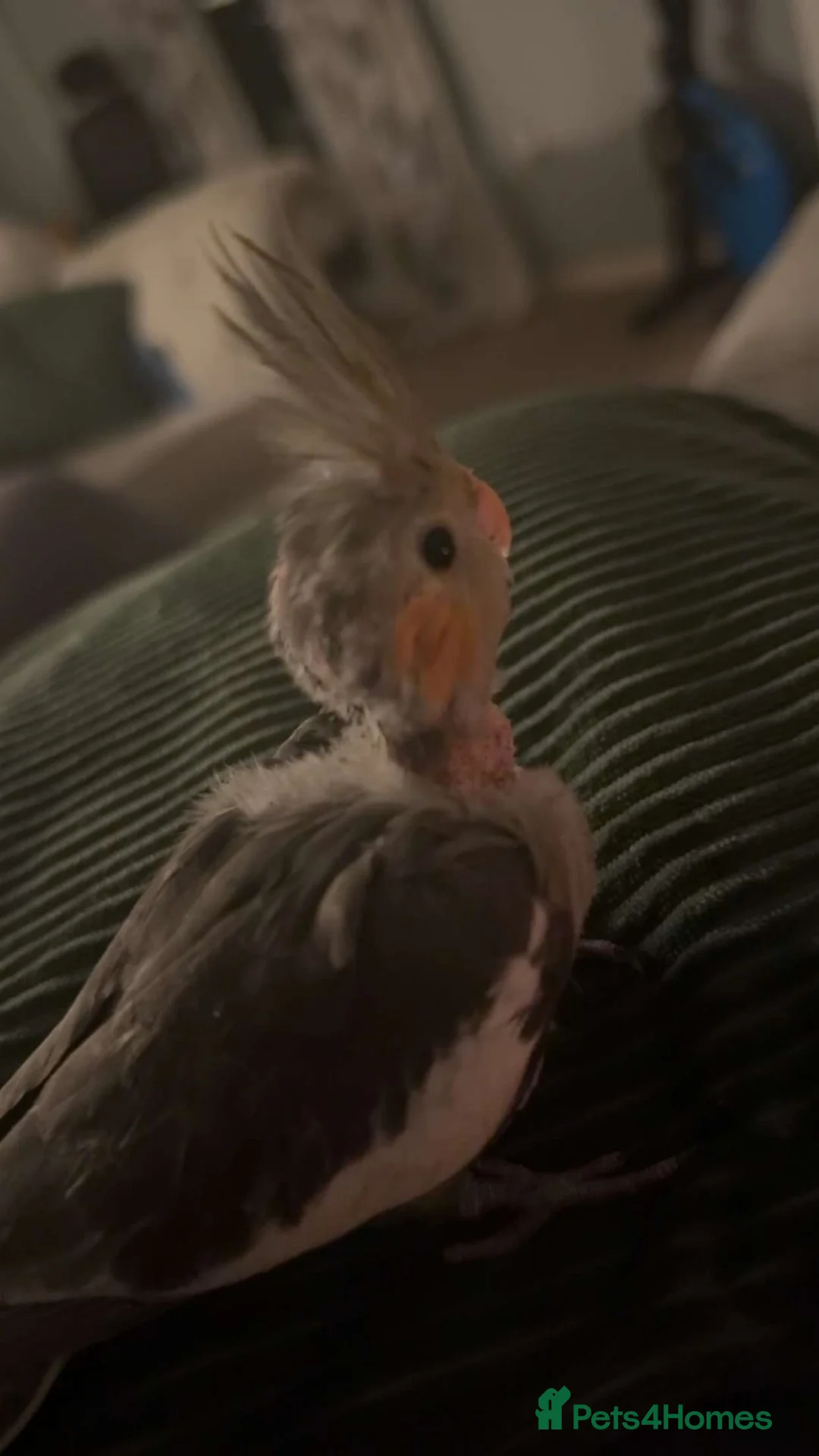 Cockatiels birds for sale: Baby cockatiel for sale  - Advert 2