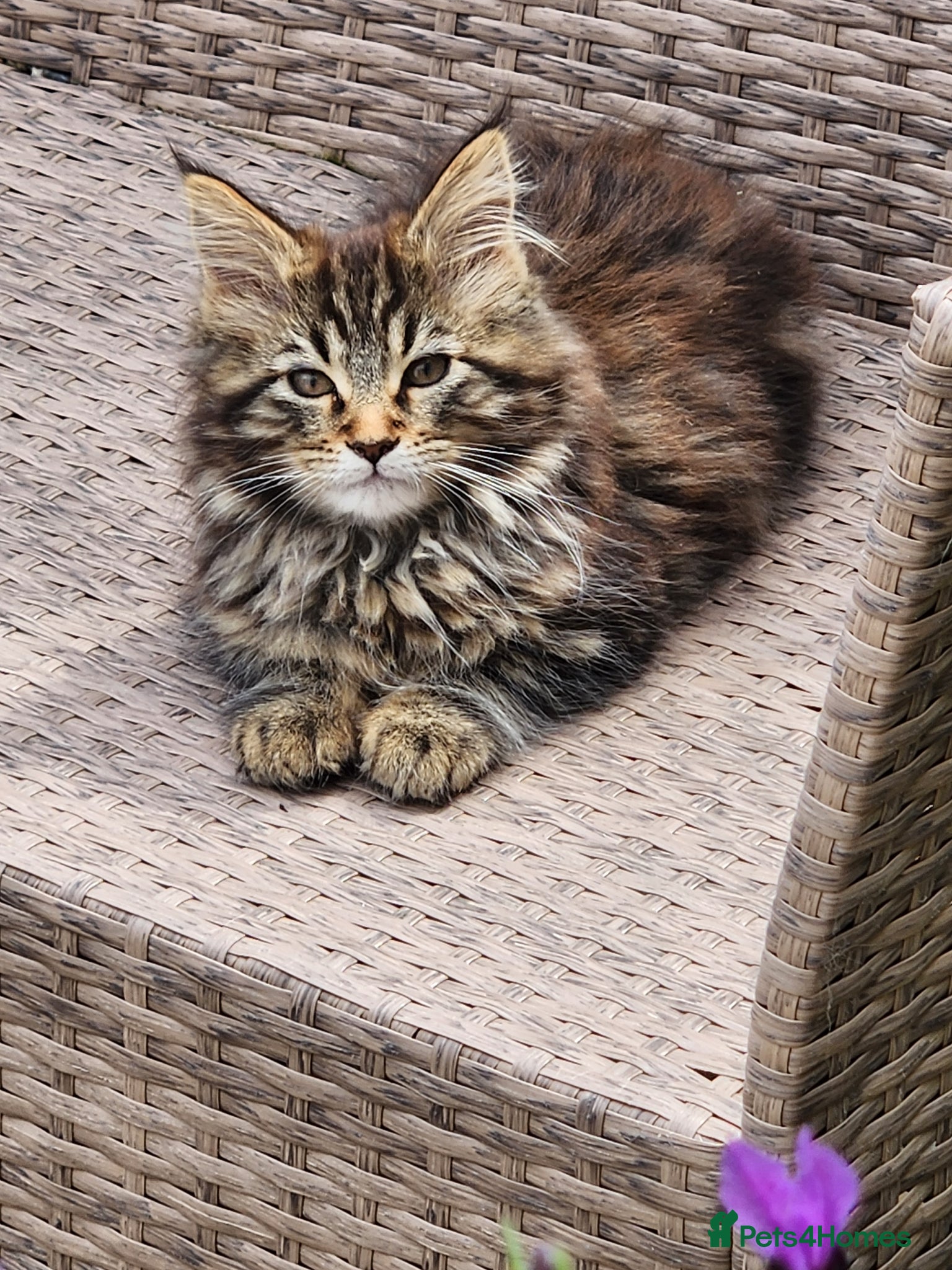 Maine Coon cats Maine Coons Ready Now!! 4 male 1 female  - Advert 10