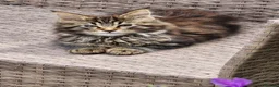 Maine Coon cats for sale: Maine Coons Ready Now!! 4 male 1 female  - Advert 1