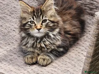 Maine Coon cats Maine Coons Ready Now!! 4 male 1 female - Advert 3