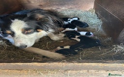 Border Collie dogs for sale: 2 Male border collie pups  - Image 7