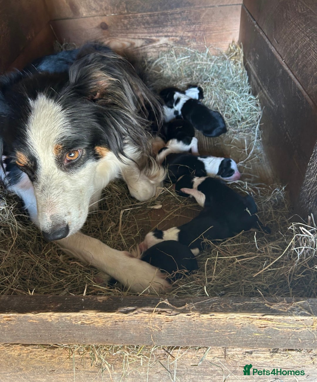 Border Collie dogs for sale: 2 Male border collie pups  - Image 7