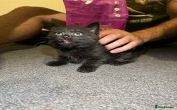 British Shorthair cats for sale: British shorthair mixed  - Image 4