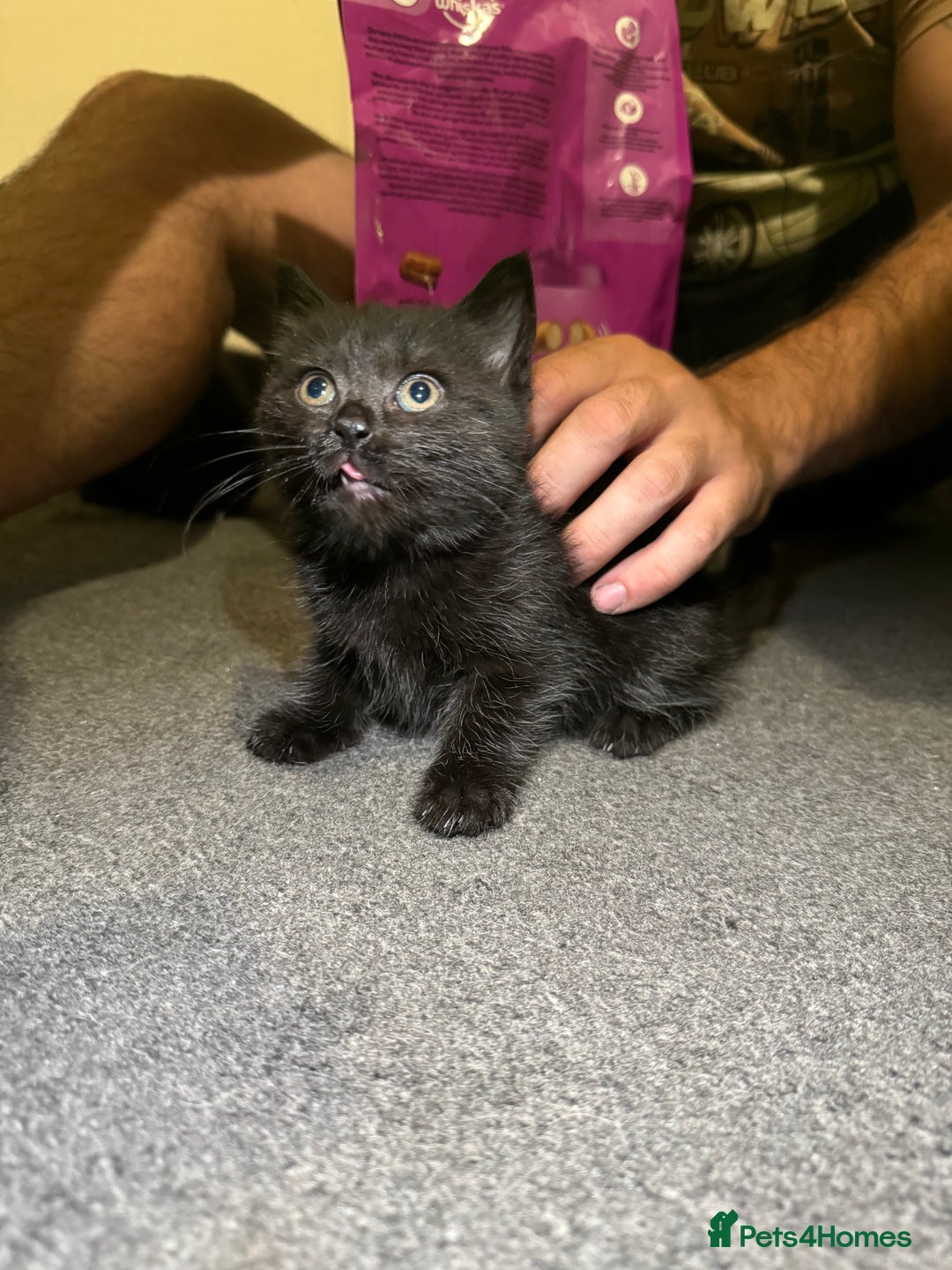 British Shorthair cats for sale: British shorthair mixed  - Image 4