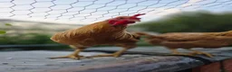 Chickens poultry for sale: 🐓 Brahma × Legbar × isa brown rooster in Folkestone - Advert 5
