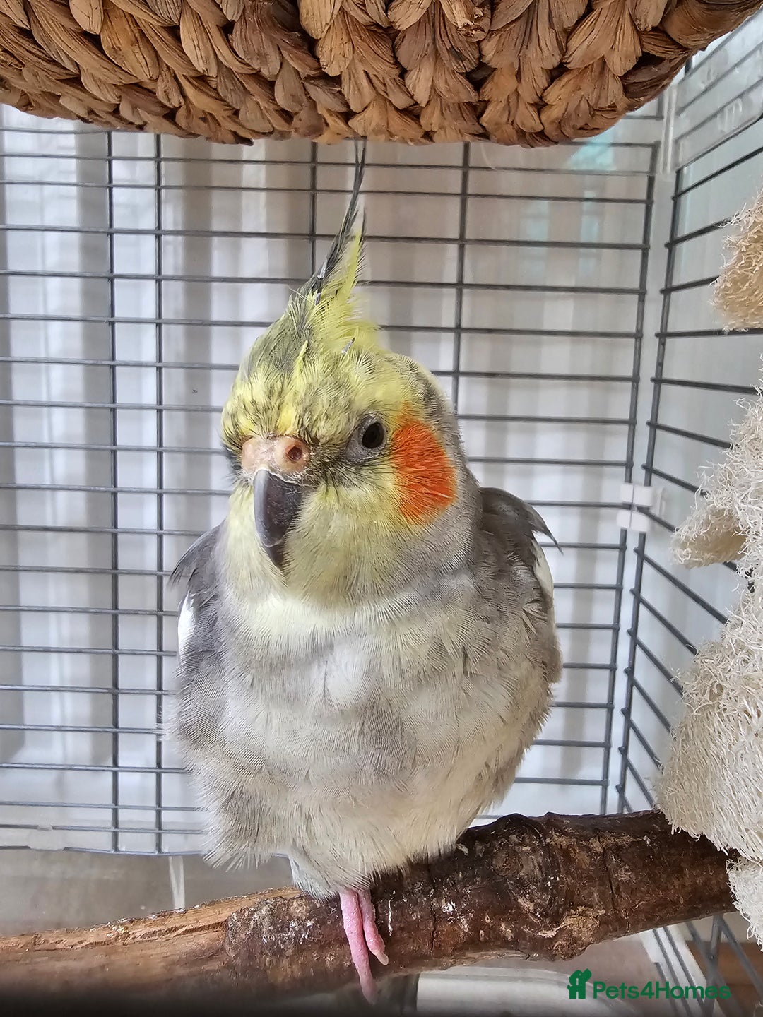 Cockatiels birds for sale: Hand tamed young Cockatiel  - Image 3