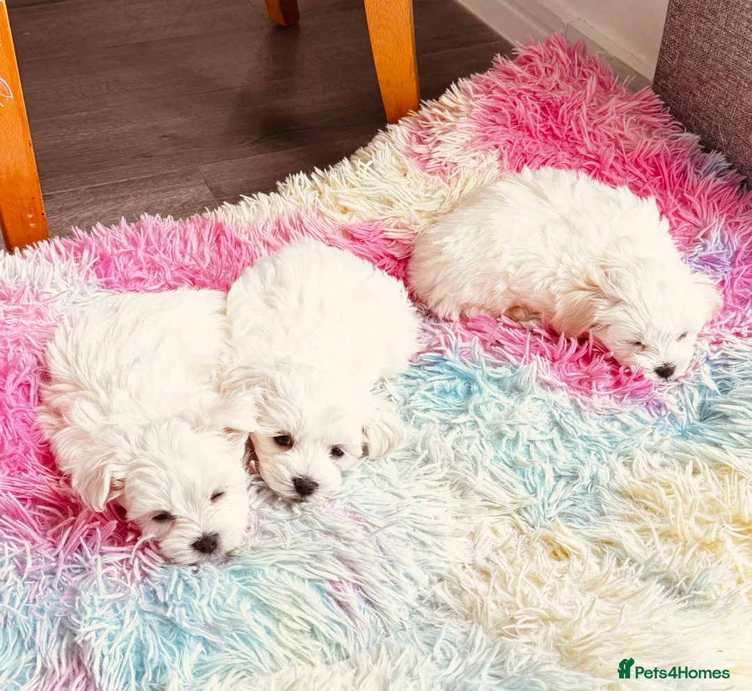 Maltese dogs for sale: Kc registered mini Maltese boy  - Advert 2
