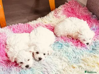 Maltese dogs Kc registered mini Maltese girl - Advert 15