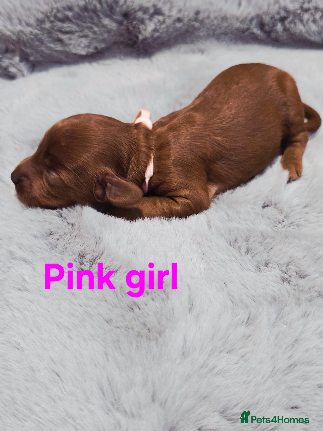 Cavapoo dogs for sale:  🐕Ruby Cavapoo Toy F1bb 🧸DNA tested🧸 - Image 9