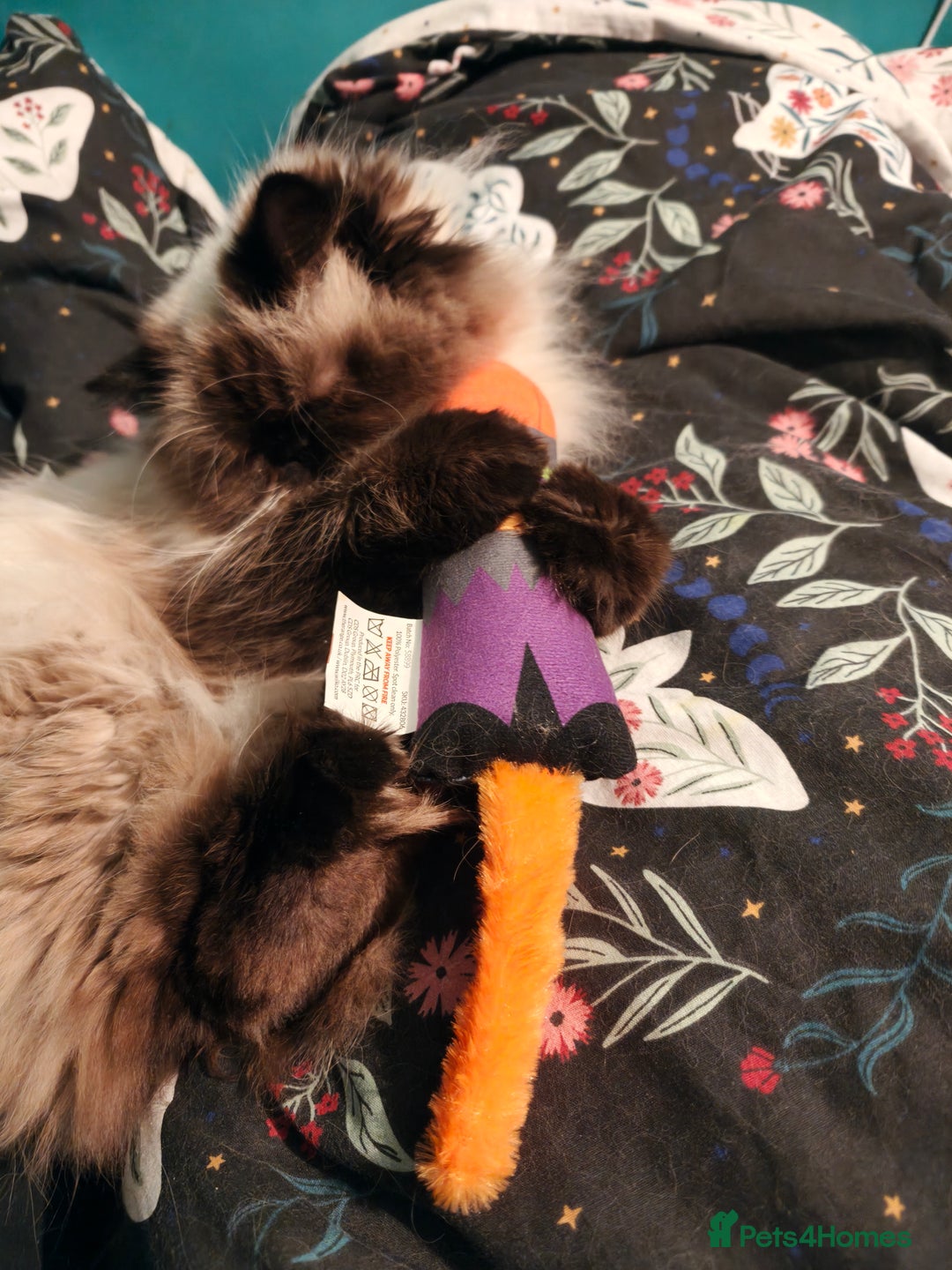 Persian cats for sale: Maggie  - Image 8