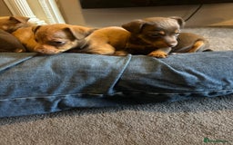 Jack Russell dogs for sale: Beautiful miniature jack russell puppies  - Image 22