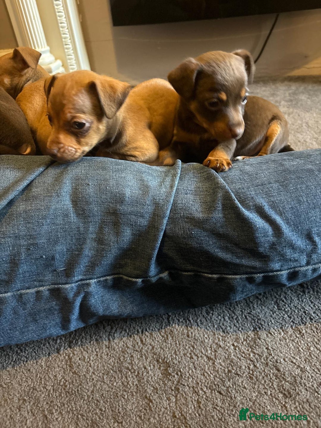 Jack Russell dogs for sale: Beautiful miniature jack russell puppies  - Image 22