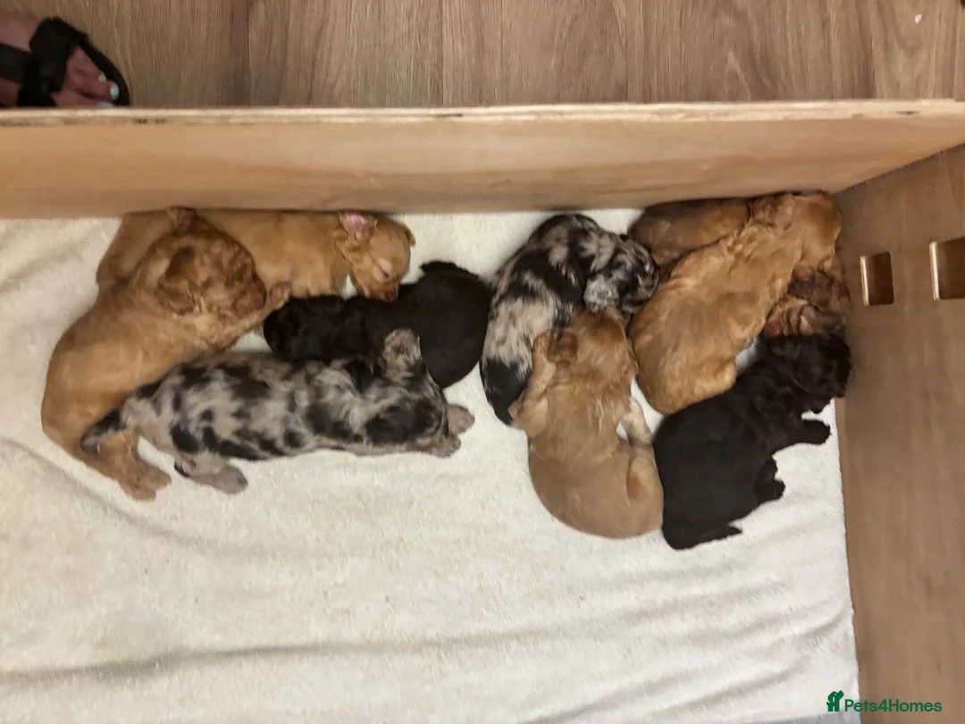 Cockapoo dogs for sale: Outstanding F1B Cockapoo Puppies - Lovely Colours - Advert 7
