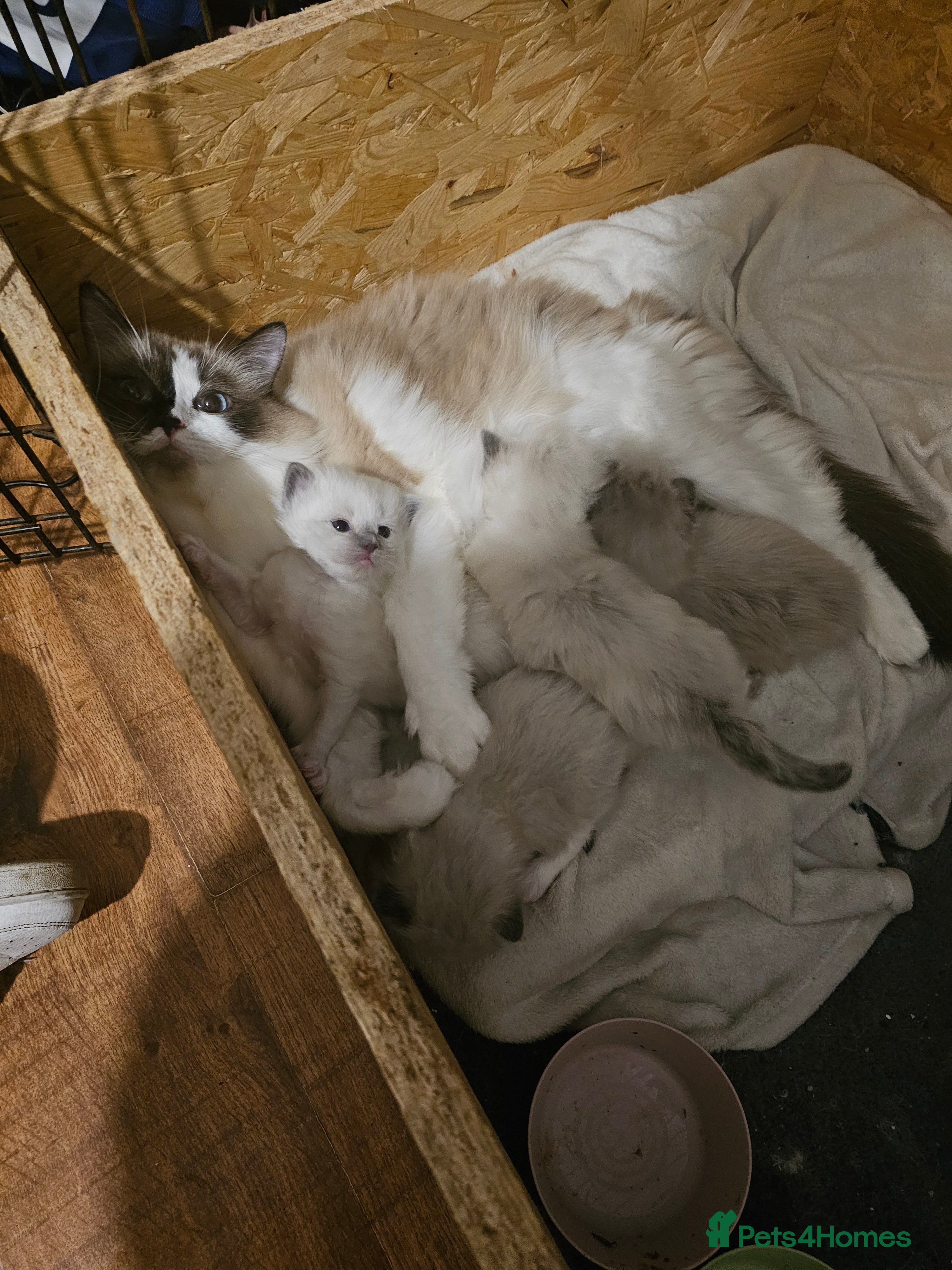 Ragdoll cats for sale: Beautiful Ragdoll Kittens  - Advert 2
