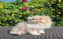 Exotic cats for sale: 🏆Champion sired exotic and Persian kittens 😸 ♥️  - Image 2