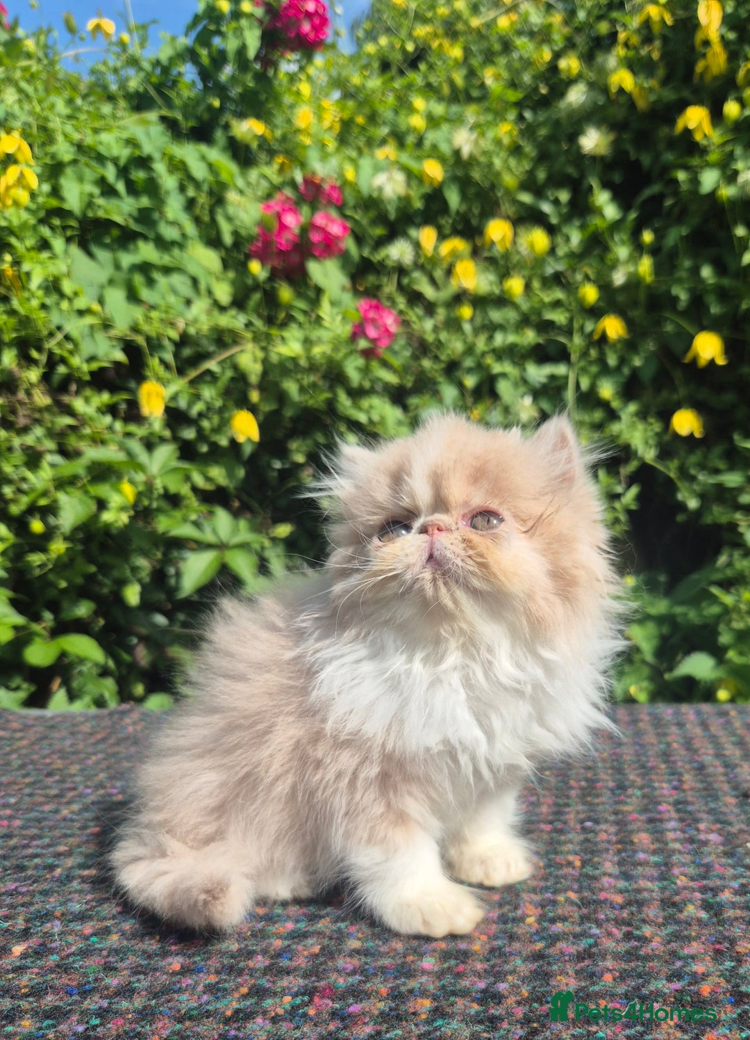 Exotic cats for sale: 🏆Champion sired exotic and Persian kittens 😸 ♥️  - Image 2