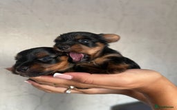 Yorkshire Terrier dogs for sale: Yorkshire terrier boys 🐶 - Advert 4
