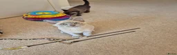 Burmese cats for sale: Pedigree Burmese Kittens - Advert 19