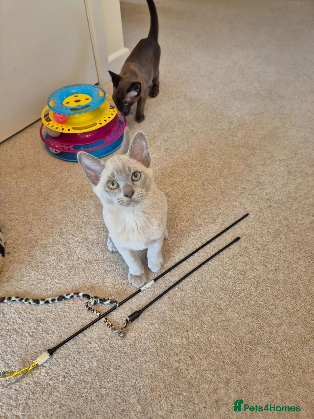 Burmese cats for sale: Pedigree Burmese Kittens - Advert 19