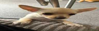 Chihuahua 2