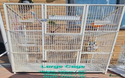 Budgerigars birds for sale: Budgies for sale! Food and 2 cages included! - Image 6