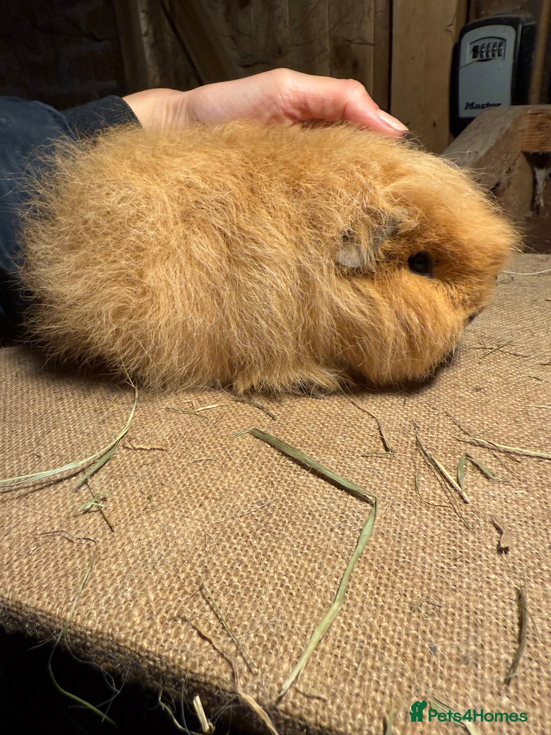 Guinea Pig rodents for sale: Pure bred California & Swiss guineapigs  - Advert 7
