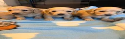 Dachshund dogs for stud: Long haired cream miniature dachshund for stud - Advert 12