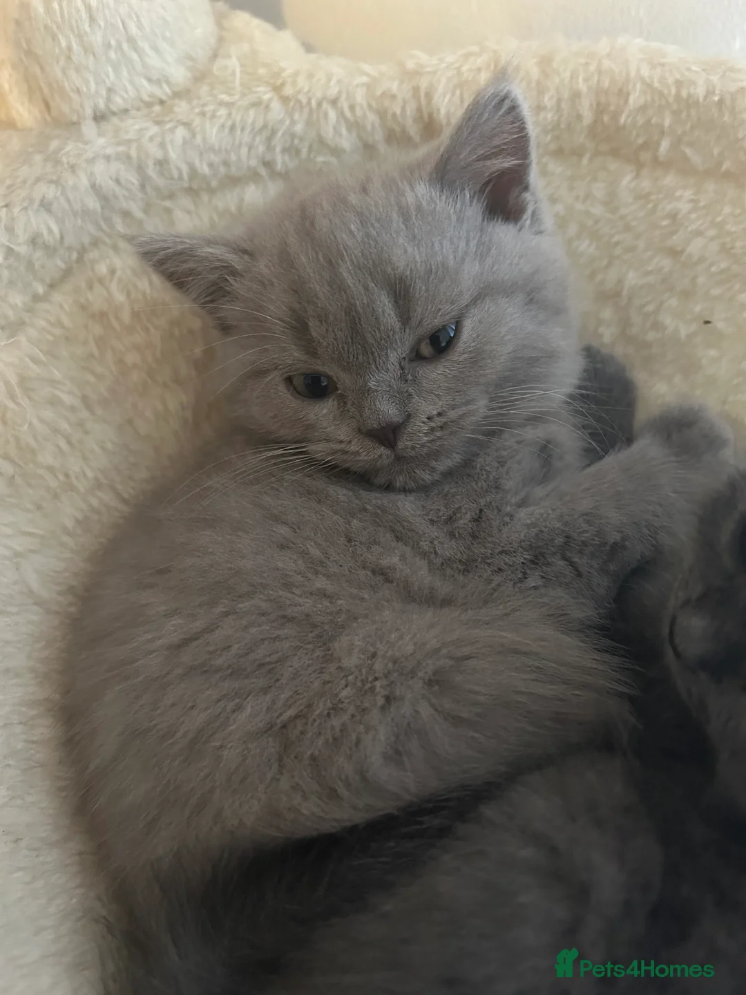 British Shorthair cats for sale: 1 beautiful chunky lilac boy left   - Advert 9