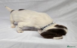English Springer Spaniel dogs for sale: Calm,Adorable, beautiful Springer spaniel puppies. - Image 11