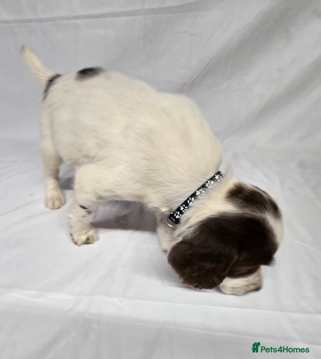 English Springer Spaniel dogs for sale: Calm,Adorable, beautiful Springer spaniel puppies. - Image 11