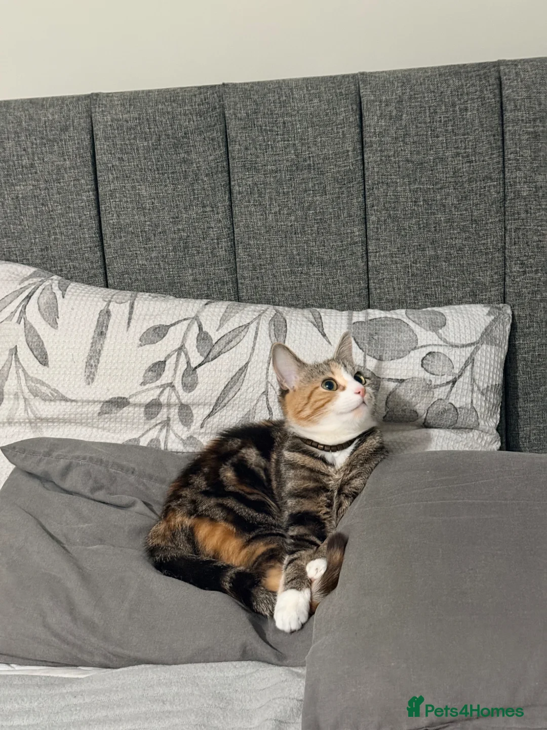 Mixed Breed cats for sale: Tabby cat - Advert 2