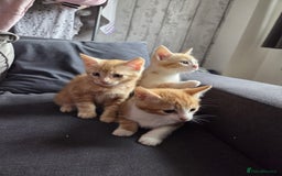 Mixed Breed cats for sale: Gorgeous mixed breed kittens for sale  - Image 4