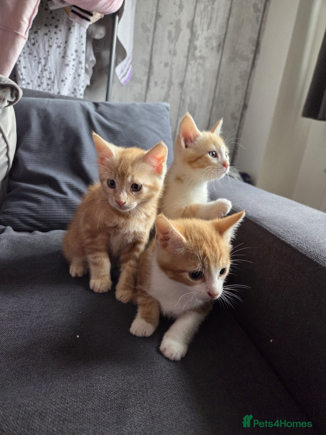 Mixed Breed cats for sale: Gorgeous mixed breed kittens for sale  - Image 4