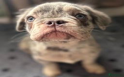 French Bulldog dogs for sale: x2 boys🔥🐾Ready Now🔥🐾Fluffy French bulldogs🔥🐾 in Rotherham - Image 28