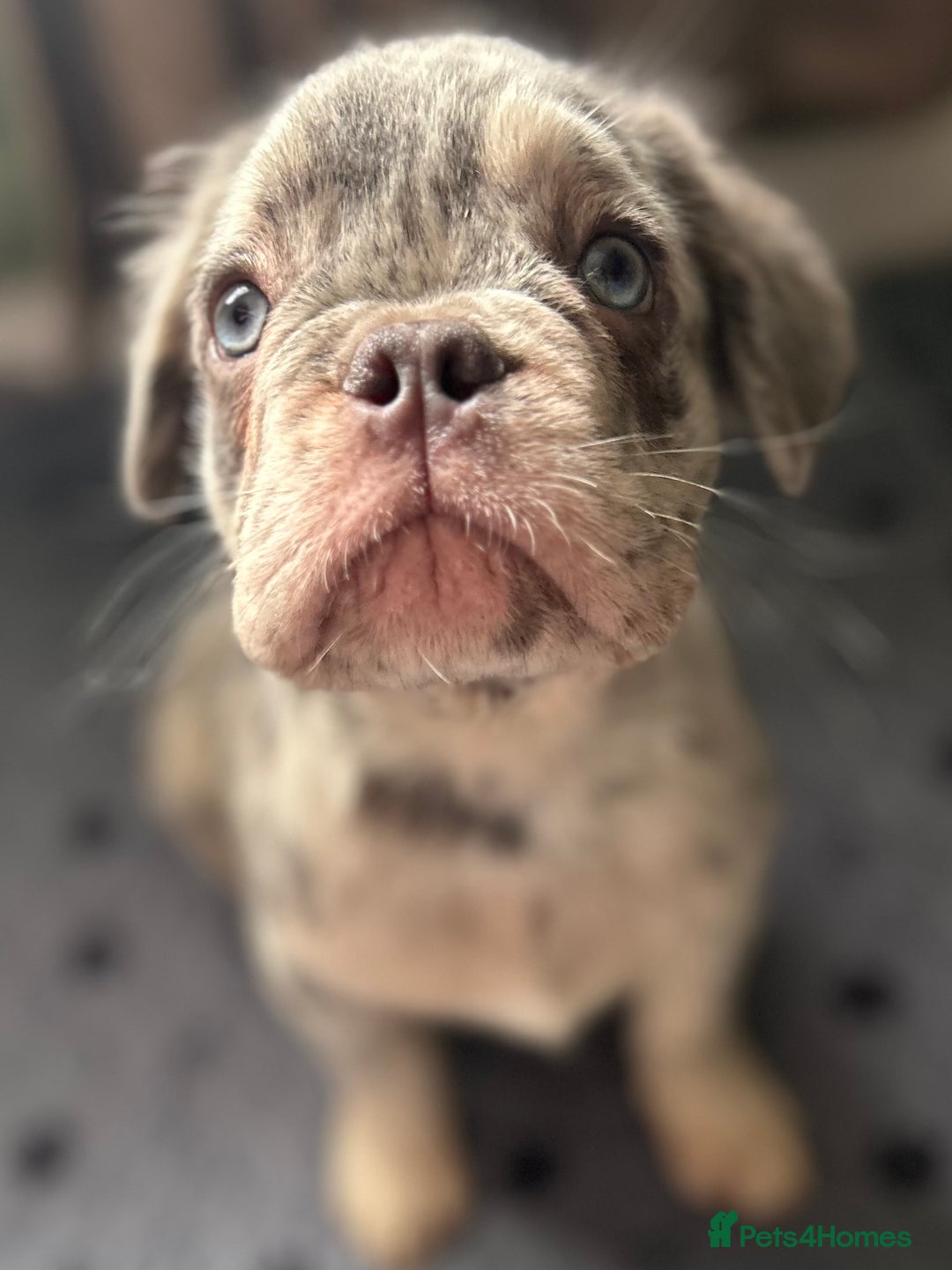 French Bulldog dogs for sale: x2 boys🔥🐾Ready Now🔥🐾Fluffy French bulldogs🔥🐾 in Rotherham - Image 28