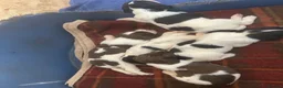 English Springer Spaniel dogs for sale: Beautiful litter of KC English Springer spaniel  - Advert 5