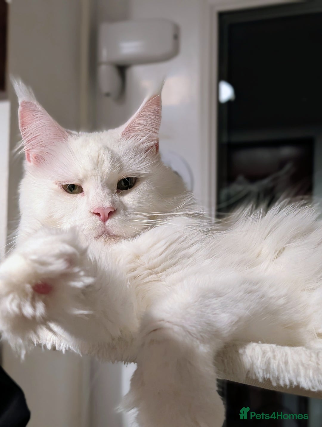 Maine Coon cats for sale: Beautiful Tica Registered Maine Coon Kittens  - Advert 4