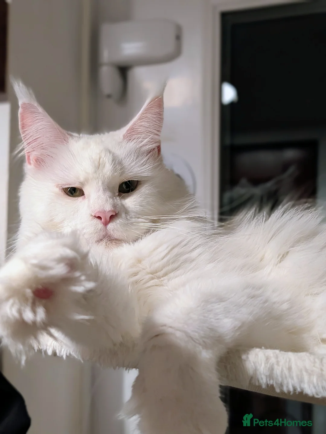 Maine Coon cats for sale: Beautiful Tica Registered Maine Coon Kittens  - Advert 3