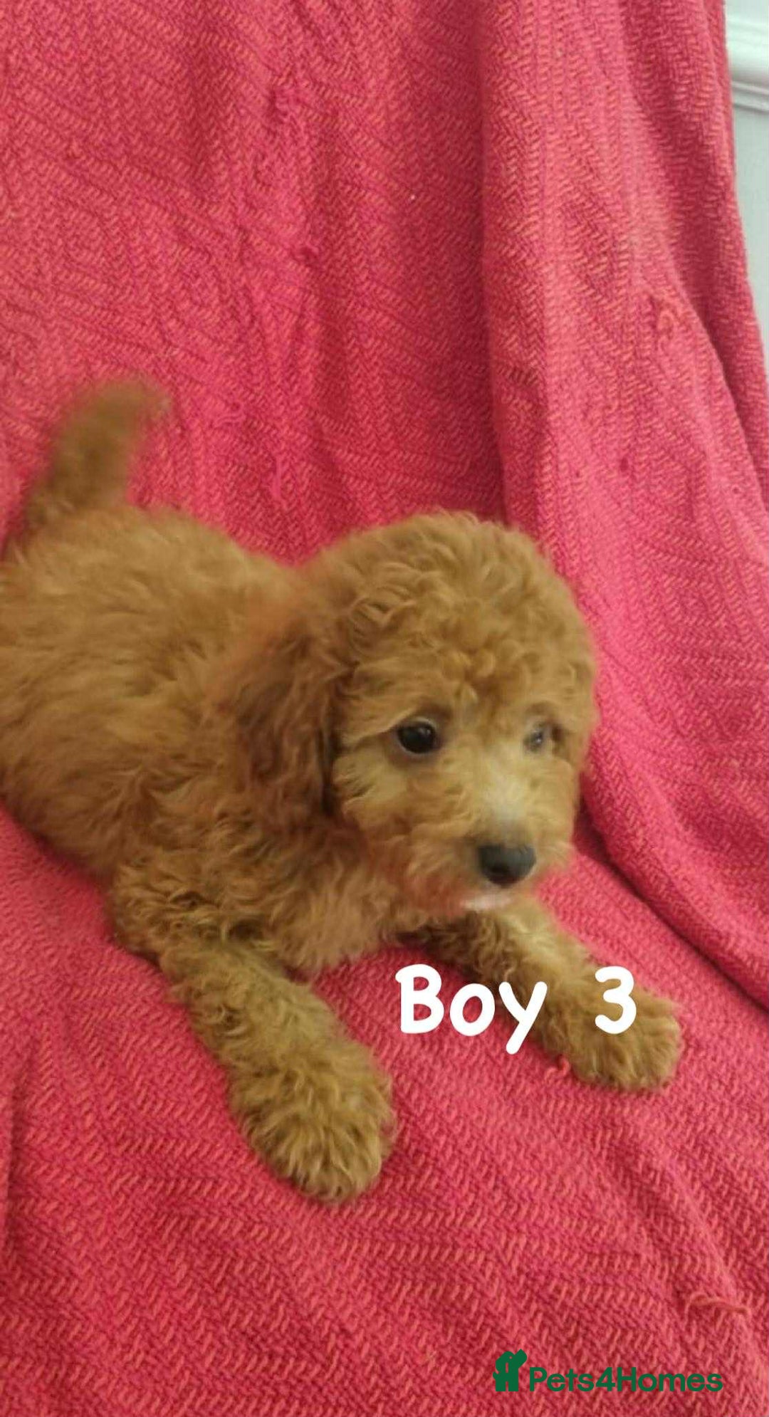 Cavapoo dogs for sale: READY NOW health tested f1b caverpoos  in Bilston - Image 5