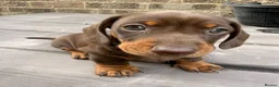 Miniature Dachshund dogs for sale: Miniature short-haired Dachshund - Advert 14