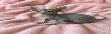 Sphynx Kitten 2 - Female 