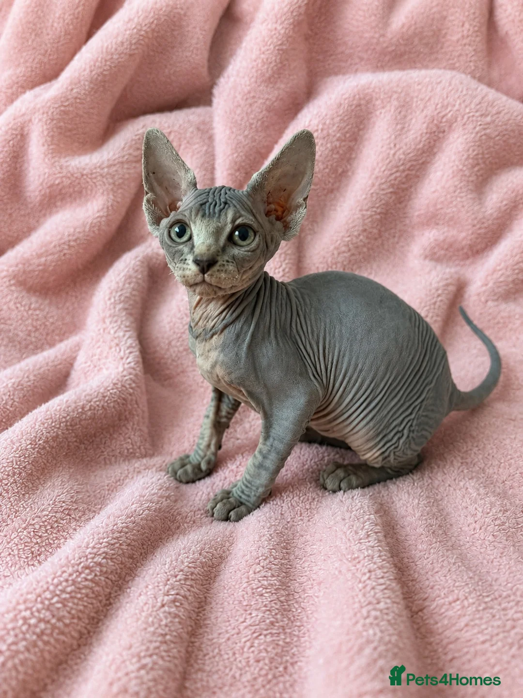 Sphynx cats for sale: TICA Sphynx kittens 1 Boy & 1 Girl  - Ready Now - Advert 2