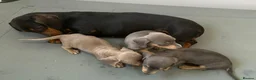 Miniature Dachshund dogs for sale: STUNNING VERY PETIT MINIDAXIS KC REG PRA CLR - Advert 4