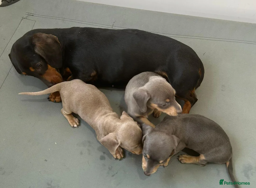 Miniature Dachshund dogs for sale: STUNNING VERY PETIT MINIDAXIS KC REG PRA CLR - Advert 4