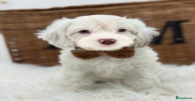 Cavapoo dogs - Advert 16