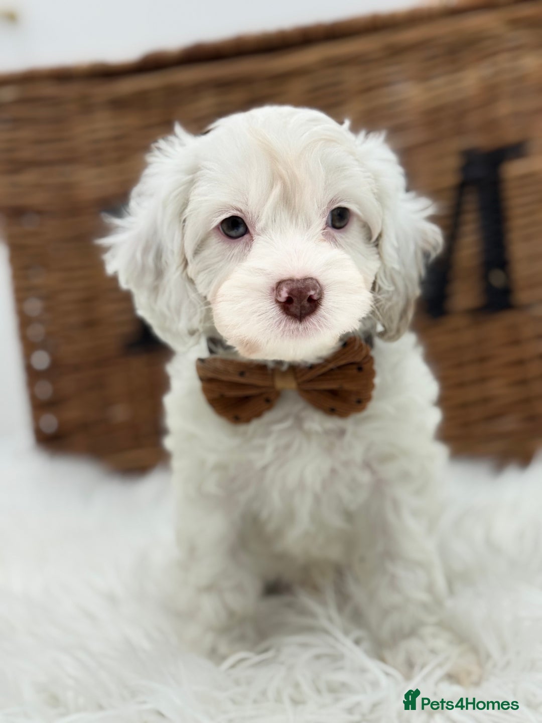 Cavapoo dogs for sale: Mini F1 Cavapoos Exstensively Health Testec  - Image 3