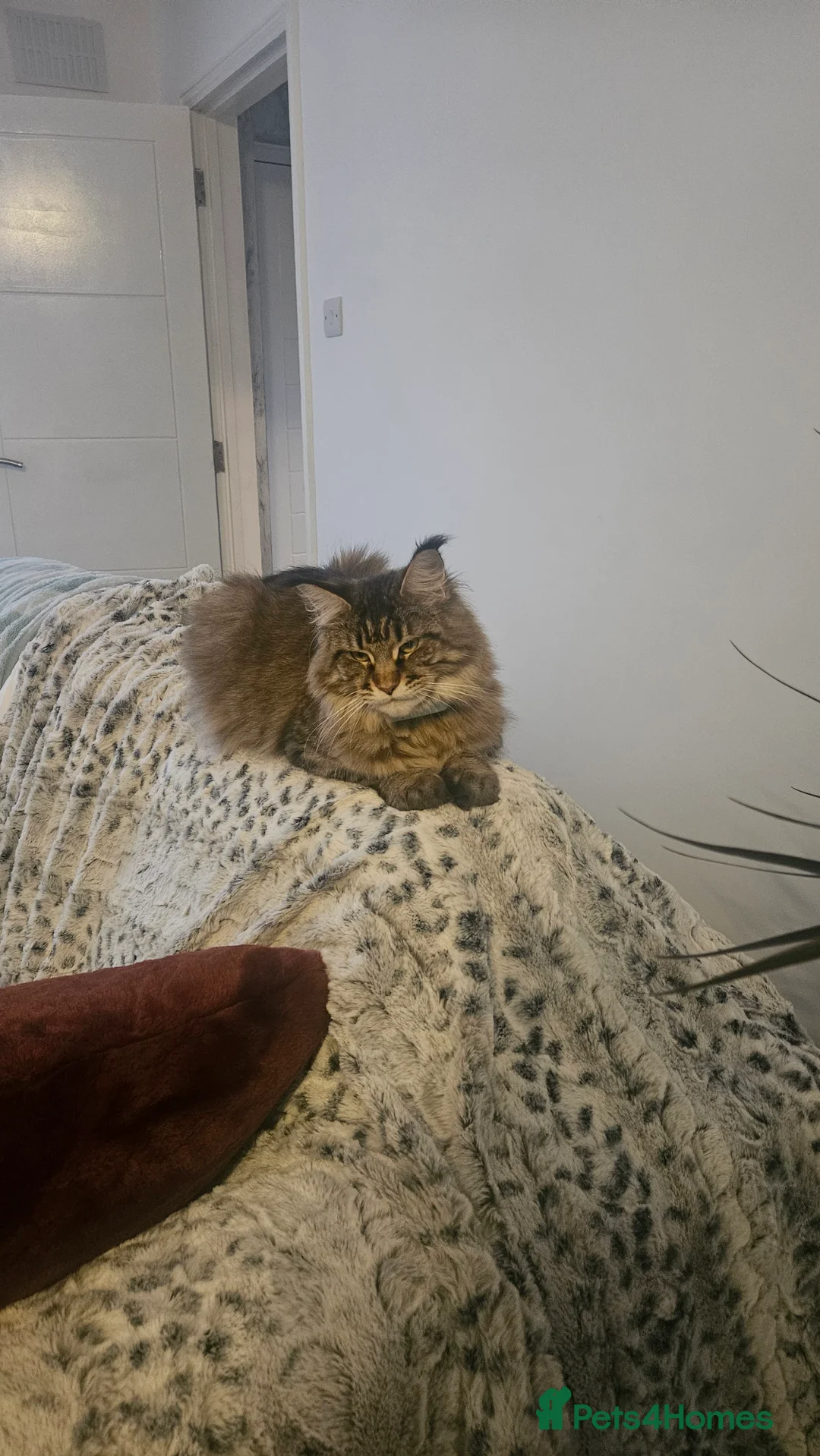 Maine Coon cats for sale: Adorable Main coon kittens - Advert 3